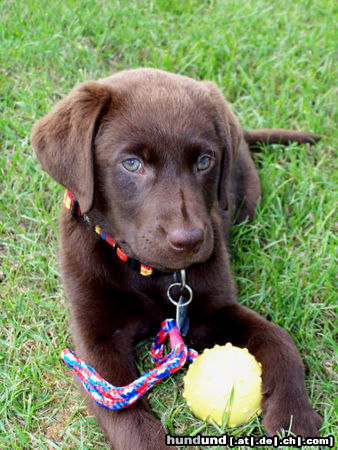 Labrador Retriever Hunde Foto 24836 in höherer Auflösung ansehen Labrador Retriever Labrador -Welpen vom Klöpperhof