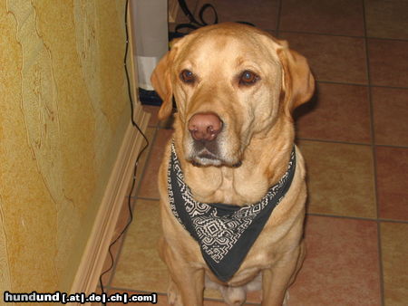 Labrador Retriever Hunde Foto 25934 in höherer Auflösung ansehen Labrador Retriever Teddy