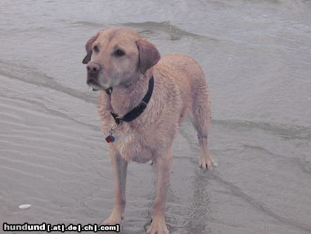 Labrador Retriever Hunde Foto 25905 in höherer Auflösung ansehen Labrador Retriever Badespass a.d. Ostsee
