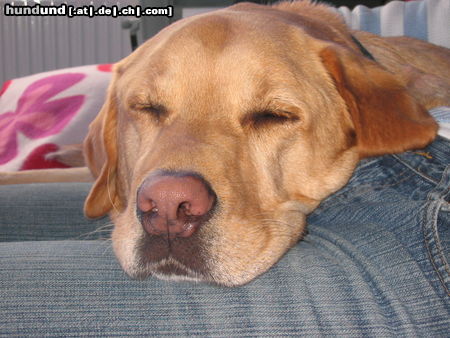 Labrador Retriever Hunde Foto 25906 in höherer Auflösung ansehen Labrador Retriever Meeresluft macht müde