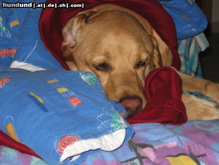 Labrador Retriever Hunde Foto 25907 in höherer Auflösung ansehen Labrador Retriever Schwimmen macht müde