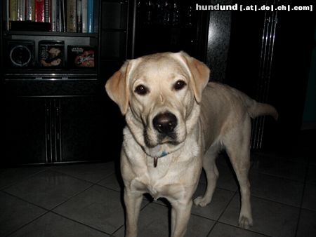 Labrador Retriever