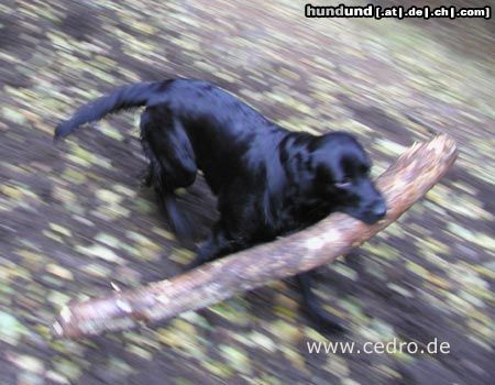 Labrador Retriever Hunde Foto 8012 Labrador Retriever ..und ab durch die Mitte, sooo schwer ist dat Holz doch net..