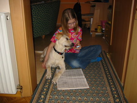 Labrador Retriever Hunde Foto 27121 in höherer Auflösung ansehen Labrador Retriever Amos beim SMS lesen :-)