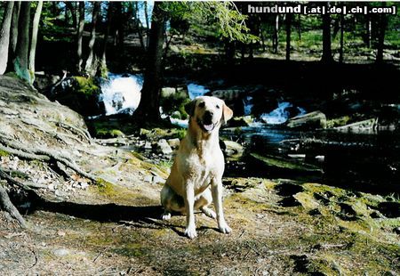 Labrador Retriever Hunde Foto 9003 Labrador Retriever Speik im Harz