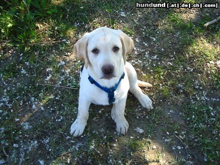 Labrador Retriever Hunde Foto 22288 in höherer Auflösung ansehen Labrador Retriever Lieb, lieber Bruno