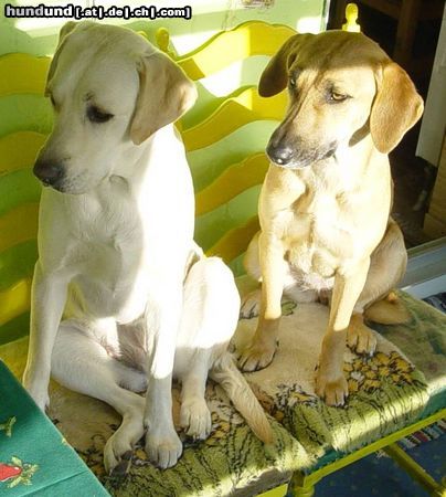 Labrador Retriever Hunde Foto 22897 Labrador Retriever Yeannie hat sich zu Lady gesetzt