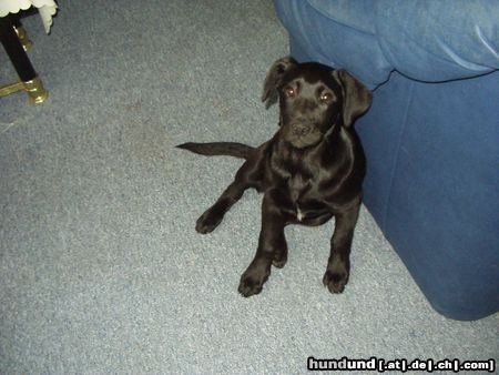 Labrador Retriever Risca unser Labrador-Bordercolli mix mit 14 Wochen