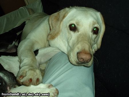 Labrador Retriever Hunde Foto 20587 Labrador Retriever das Lischen