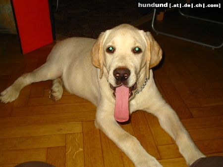 Labrador Retriever Hunde Foto 22255 in höherer Auflösung ansehen Labrador Retriever Bäääh, ich werde auch bald groß