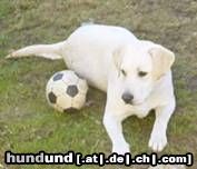 Labrador Retriever Lady spielt Fußball