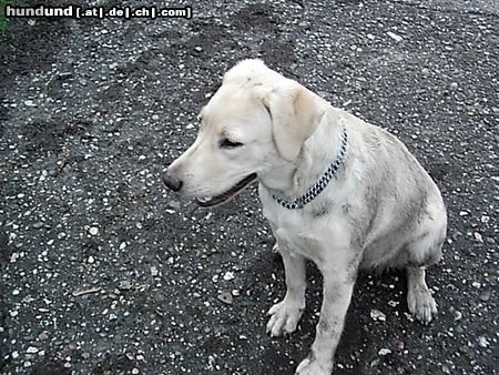 Labrador Retriever