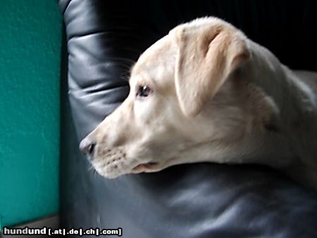 Labrador Retriever