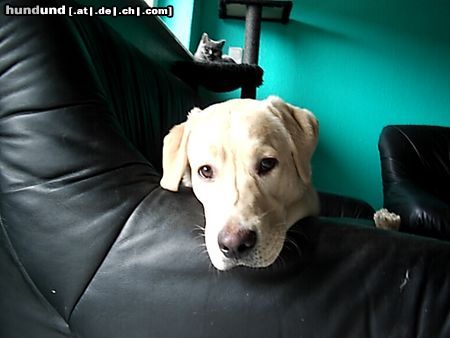 Labrador Retriever Hunde Foto 18700 Labrador Retriever