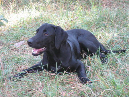 Labrador Retriever Hunde Foto 28700 Labrador Retriever Pause...