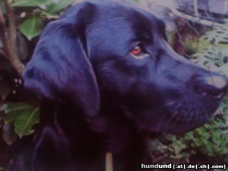 Labrador Retriever Hunde Foto 44363 in höherer Auflösung ansehen Labrador Retriever unser Hund Balou