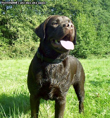 Labrador Retriever Hunde Foto 14919 Labrador Retriever Grizzly der Schokobomber