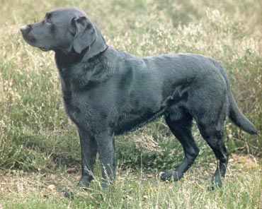 Labrador Retriever Hunde Foto 311 Labrador Retriever