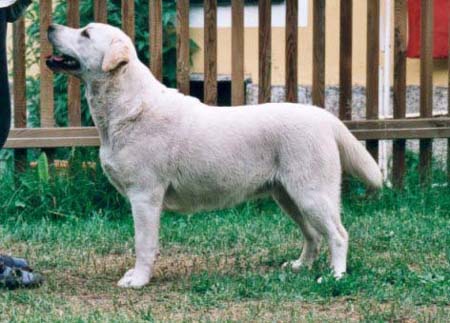 Labrador Retriever Hunde Foto 350 Labrador Retriever Georwill S Four Seasons
