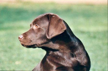 Labrador Retriever Hunde Foto 352 Labrador Retriever Tormentil Ashford Spirit