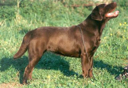 Labrador Retriever Hunde Foto 354 Labrador Retriever Penny Royals Sound Of Music