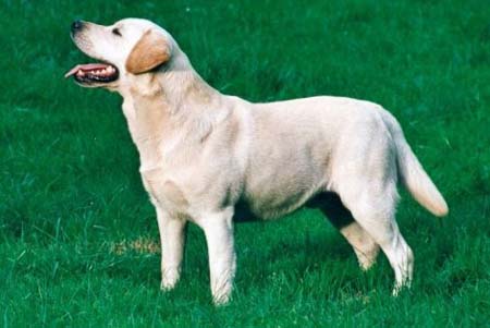 Labrador Retriever Hunde Foto 355 Labrador Retriever Carpenny What S What