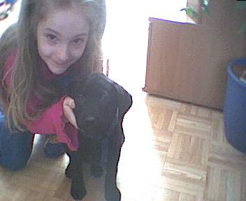 Labrador Retriever Hunde Foto 385 Labrador Retriever