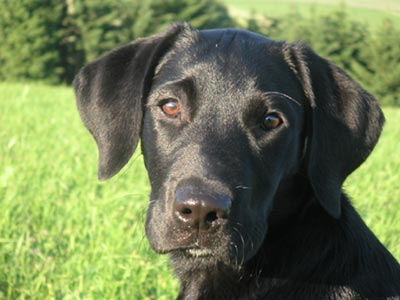 Labrador Retriever Hunde Foto 614 Labrador Retriever Juri, Da Capo von der Schallermühle