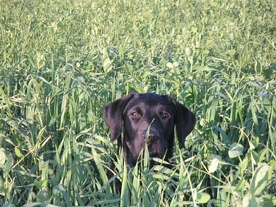 Labrador Retriever Hunde Foto 615 Labrador Retriever Juri, Da Capo von der Schallermühle