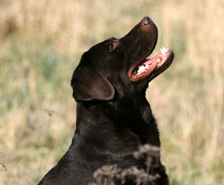 Labrador Retriever Hunde Foto 38628 in höherer Auflösung ansehen Labrador Retriever Der süsseste Labrador Deckrüde