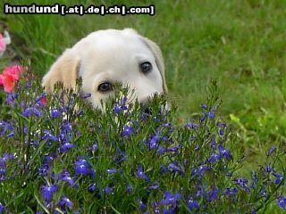 Labrador Retriever Hunde Foto 6533 Labrador Retriever Lino, 4 Monate, bei der Gartenarbeit