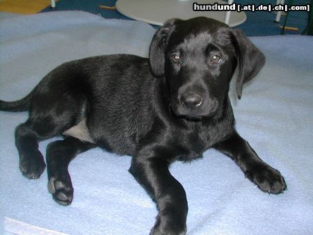 Labrador Retriever Hunde Foto 7242 Labrador Retriever