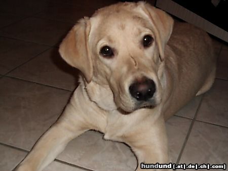 Labrador Retriever Hunde Foto 18059 Labrador Retriever Emma fast 7 Monate alt