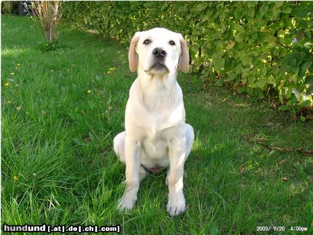 Labrador Retriever Hunde Foto 10865 Labrador Retriever mein knutschi
