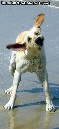 Labrador Retriever Hunde Foto 7925 Labrador Retriever hab noch Wasser im Ohr...