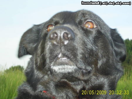 Labrador Retriever Hunde Foto 44299 Labrador Retriever wasn los?