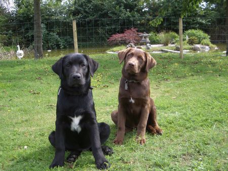 Labrador Retriever Hunde Foto 27322 Labrador Retriever Toto & Harry im Einsatz