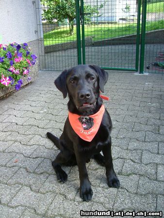 Labrador Retriever