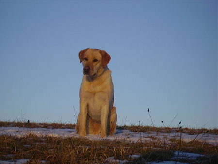 Labrador Retriever Hunde Foto 28828 Labrador Retriever Bin zwar ein Schäferhund Labrador Mix aberv ich sehe doch voll echt aus, oder???