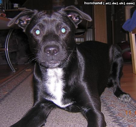 Labrador Retriever Hunde Foto 17638 Labrador Retriever Diego, 7 Monate Labrador-Mix