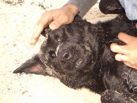 Labrador Retriever Hunde Foto 27320 Labrador Retriever Rocko hat Urlaub und er liebt den Strand..