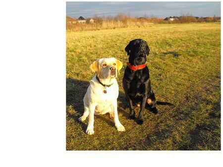 Labrador Retriever Hunde Foto 43652 in höherer Auflösung ansehen Labrador Retriever Beste Freundinnen... Boo & Sheela