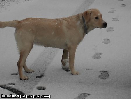 Labrador Retriever Hunde Foto 18905 Labrador Retriever