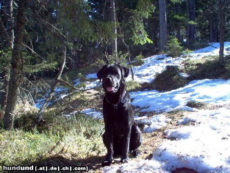 Labrador Retriever Hunde Foto 10248 Labrador Retriever Mephisto mit ca. 1 Jahr