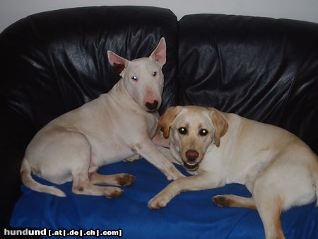 Labrador Retriever DREAMTEAM Piper&Nathan!
