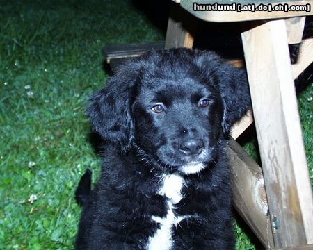 Labrador Retriever Hunde Foto 12267 Labrador Retriever Othello Labi-Mix 9 wochen