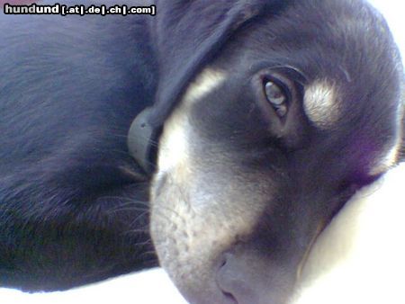 Labrador Retriever Hunde Foto 16712 in höherer Auflösung ansehen Labrador Retriever TIMI 3Monate