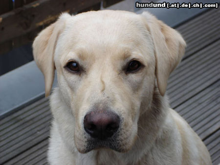 Labrador Retriever Hunde Foto 24207 Labrador Retriever Emma jetzt 1 Jahr alt