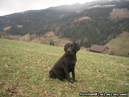 Labrador Retriever Hunde Foto 10910 Labrador Retriever Kira (23 Wo) in Kärnten/Bad St.Leonhard