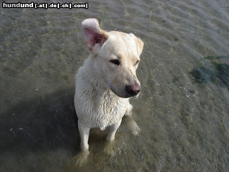 Labrador Retriever Hunde Foto 24208 Labrador Retriever Emma jetzt 1 Jahr alt